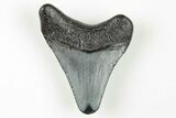 Juvenile Megalodon Tooth - South Carolina #196112-1